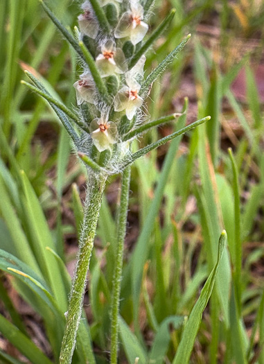 image of Plantago aristata, Bracted Plantain, Large-bracted Plantain, Buckhorn Plantain