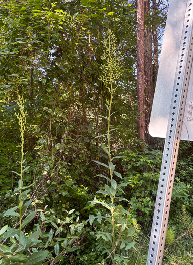 image of Lactuca canadensis, American Wild Lettuce, Canada Lettuce