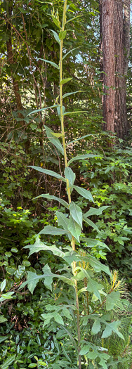 image of Lactuca canadensis, American Wild Lettuce, Canada Lettuce
