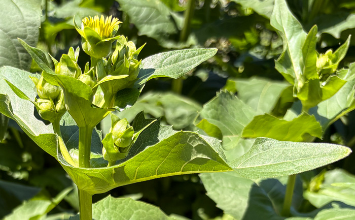 image of Silphium perfoliatum, Common Cup-plant, Indian Cup