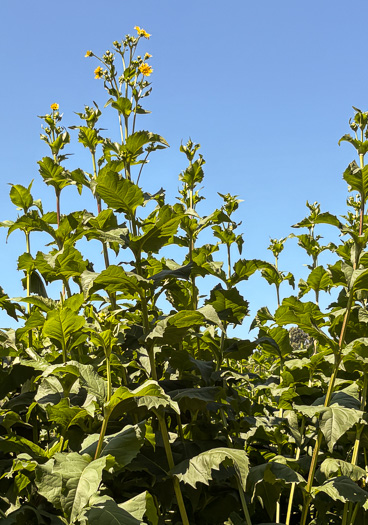 image of Silphium perfoliatum, Common Cup-plant, Indian Cup