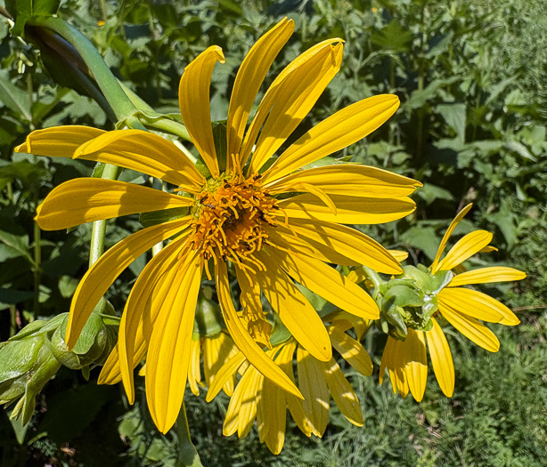 image of Silphium perfoliatum, Common Cup-plant, Indian Cup