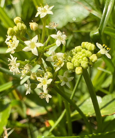 image of Hydrocotyle tribotrys, Whorled Marsh-pennywort, Water-pennywort