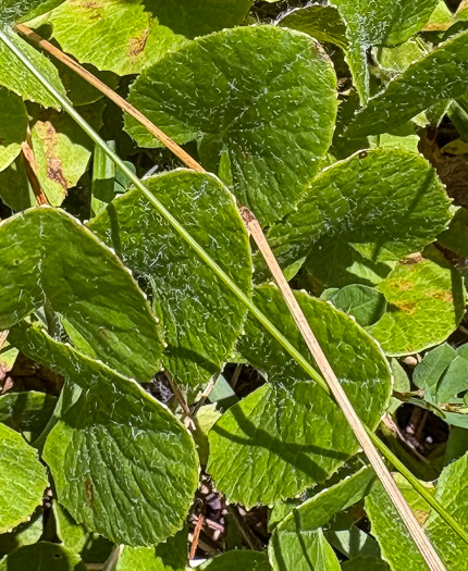 image of Centella erecta, Centella, Erect Coinleaf, False Pennywort