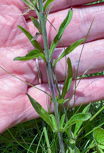 image of Scutellaria integrifolia, Hyssop Skullcap, Narrowleaf Skullcap