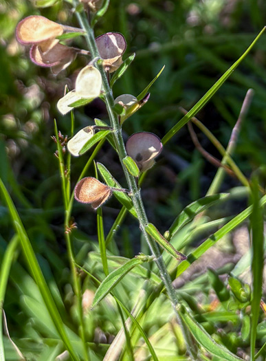 image of Scutellaria integrifolia, Hyssop Skullcap, Narrowleaf Skullcap