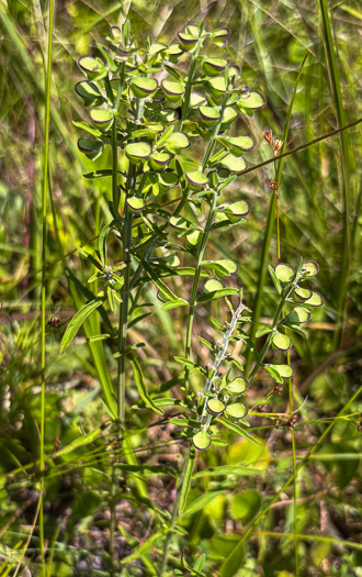 image of Scutellaria integrifolia, Hyssop Skullcap, Narrowleaf Skullcap