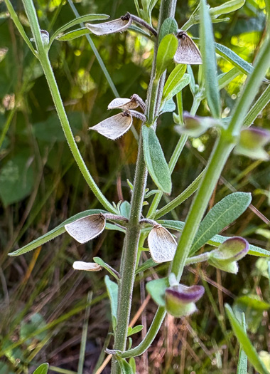 image of Scutellaria integrifolia, Hyssop Skullcap, Narrowleaf Skullcap