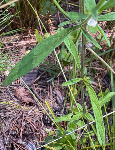 image of Scutellaria integrifolia, Hyssop Skullcap, Narrowleaf Skullcap