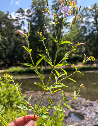 image of Rhexia mariana var. mariana, Pale Meadowbeauty, Maryland Meadowbeauty, Dull Meadowbeauty