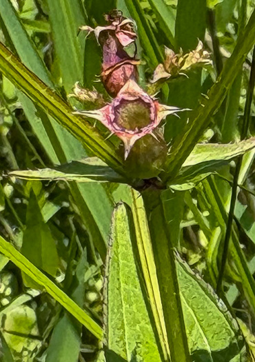 image of Rhexia virginica, Virginia Meadowbeauty, Wingstem Meadowbeauty, Deergrass
