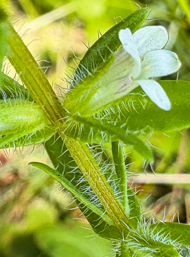 image of Sophronanthe pilosa, Shaggy Hedge-hyssop, Pilose Hedge-hyssop