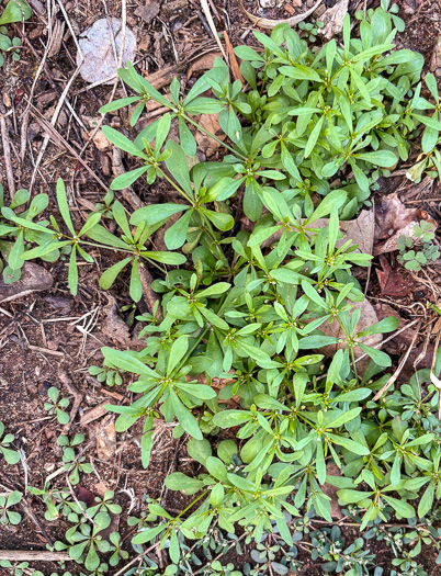 image of Mollugo verticillata, Carpetweed, Indian-chickweed, Green Carpetweed
