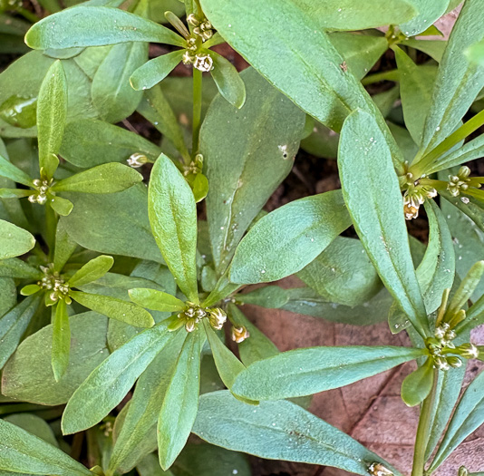 image of Mollugo verticillata, Carpetweed, Indian-chickweed, Green Carpetweed