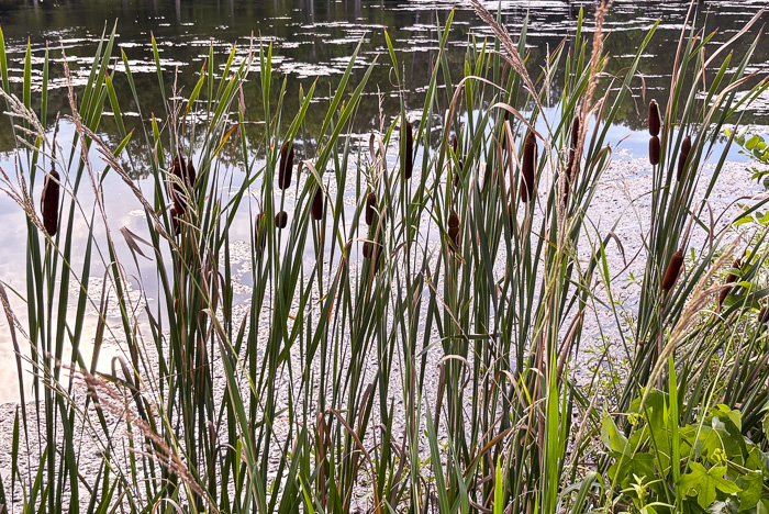 image of Typha latifolia, Common Cattail, Broadleaf Cattail
