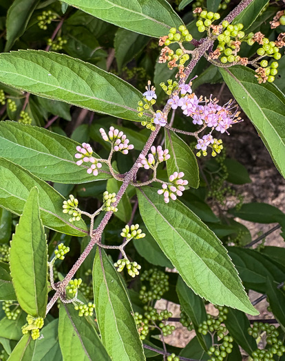 image of Callicarpa dichotoma, Chinese Beautyberry, Purple Beautyberry