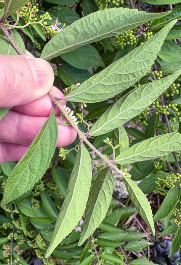 image of Callicarpa dichotoma, Chinese Beautyberry, Purple Beautyberry