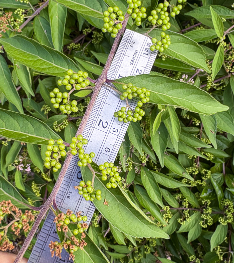 image of Callicarpa dichotoma, Chinese Beautyberry, Purple Beautyberry