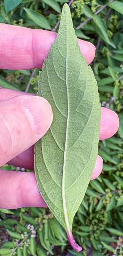 image of Callicarpa dichotoma, Chinese Beautyberry, Purple Beautyberry