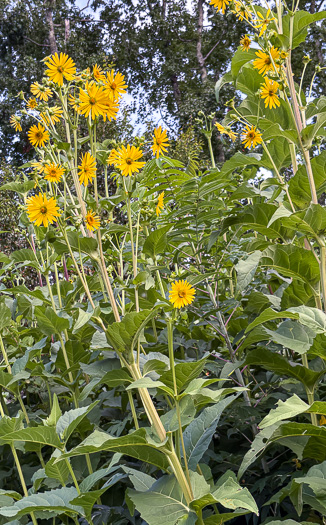 image of Silphium perfoliatum, Common Cup-plant, Indian Cup