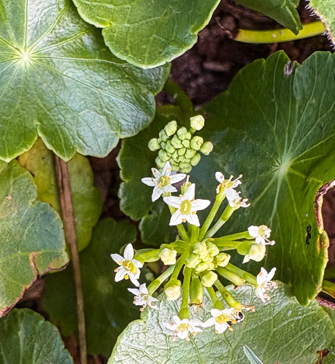 image of Hydrocotyle tribotrys, Whorled Marsh-pennywort, Water-pennywort