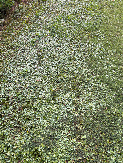 image of Hydrocotyle tribotrys, Whorled Marsh-pennywort, Water-pennywort