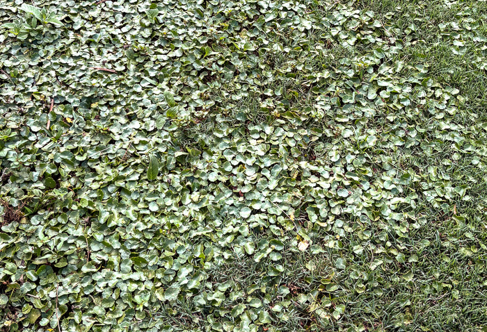 image of Hydrocotyle tribotrys, Whorled Marsh-pennywort, Water-pennywort