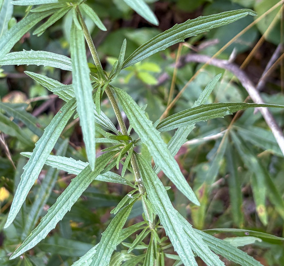 image of Eupatorium torreyanum, Torrey's Thoroughwort, Torrey's Eupatorium