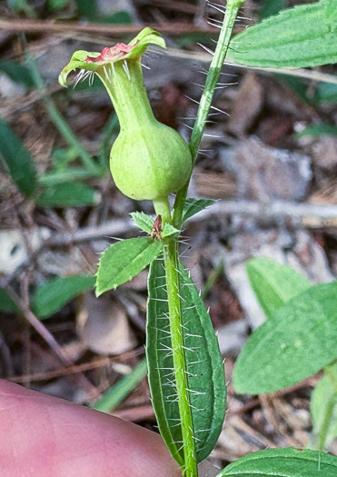 image of Rhexia mariana var. mariana, Pale Meadowbeauty, Maryland Meadowbeauty, Dull Meadowbeauty