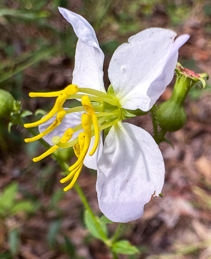 image of Rhexia mariana var. mariana, Pale Meadowbeauty, Maryland Meadowbeauty, Dull Meadowbeauty