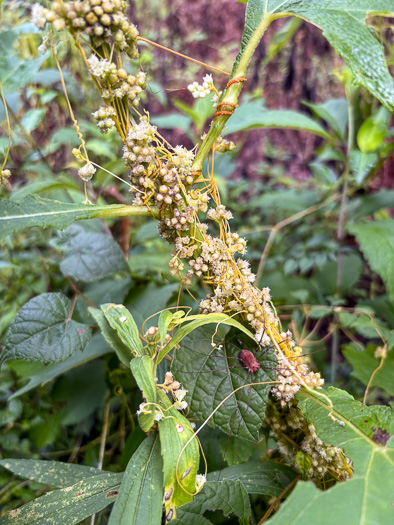image of Cuscuta campestris, Field Dodder, Prairie Dodder, Golden Dodder