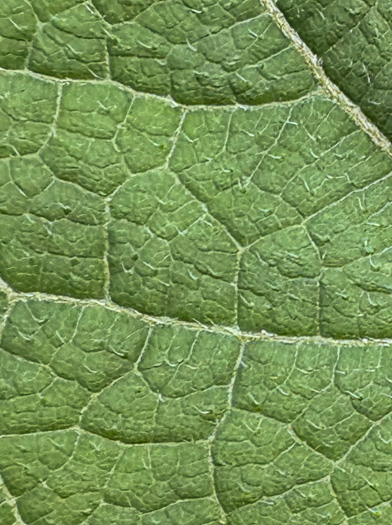 image of Smallanthus uvedalia, Bearsfoot, Hairy Leafcup, Yellow Leafcup