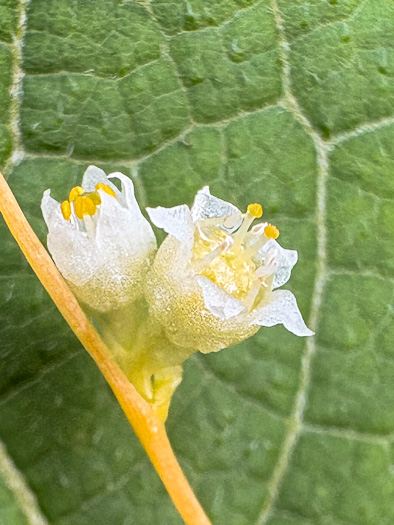 image of Cuscuta campestris, Field Dodder, Prairie Dodder, Golden Dodder
