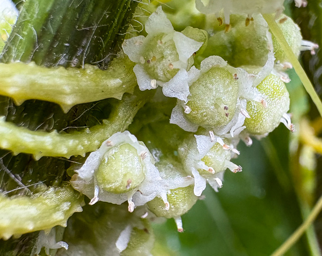 image of Cuscuta campestris, Field Dodder, Prairie Dodder, Golden Dodder