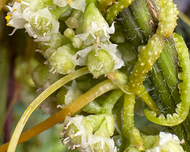 image of Cuscuta campestris, Field Dodder, Prairie Dodder, Golden Dodder