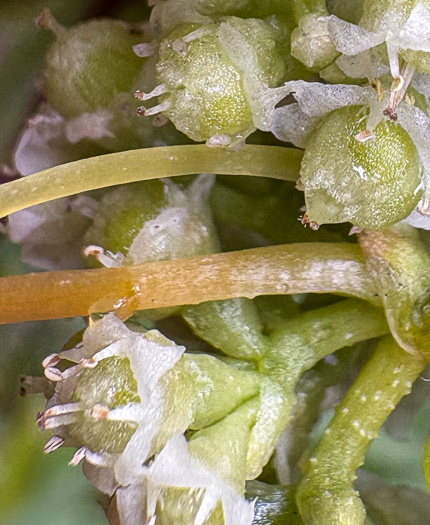 image of Cuscuta campestris, Field Dodder, Prairie Dodder, Golden Dodder