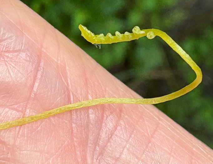 image of Cuscuta campestris, Field Dodder, Prairie Dodder, Golden Dodder