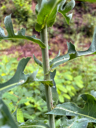 image of Lactuca canadensis, American Wild Lettuce, Canada Lettuce