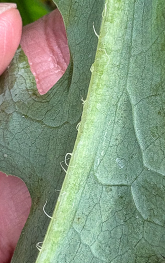 image of Lactuca canadensis, American Wild Lettuce, Canada Lettuce