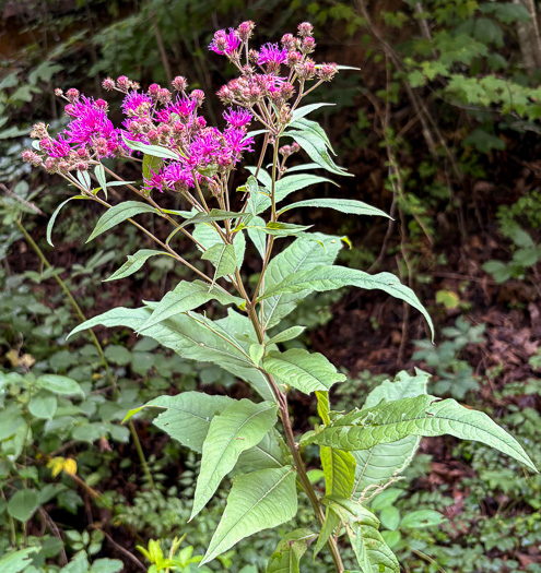image of Vernonia noveboracensis, New York Ironweed