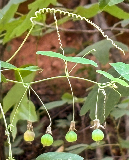 image of Passiflora lutea, Yellow Passionflower, Little Passionflower