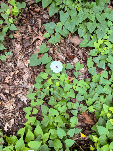 image of Ipomoea pandurata, Manroot, Wild Potato Vine, Man-of-the-earth, Wild Sweet Potato