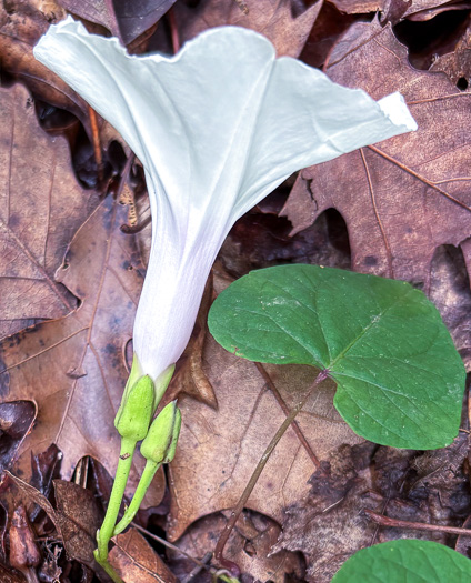 image of Ipomoea pandurata, Manroot, Wild Potato Vine, Man-of-the-earth, Wild Sweet Potato