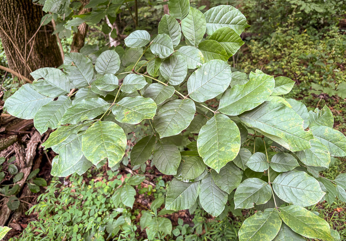 image of Fraxinus biltmoreana, Biltmore Ash, Biltmore White Ash