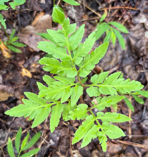 image of Sceptridium dissectum, Cutleaf Grapefern, Dissected Grapefern