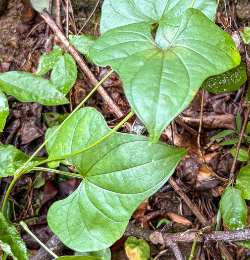 image of Dioscorea polystachya, Cinnamon Vine, Chinese Yam