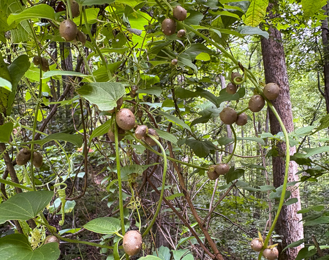 image of Dioscorea polystachya, Cinnamon Vine, Chinese Yam