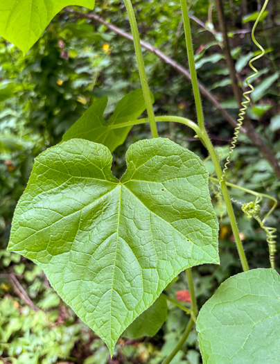 image of Sicyos angulatus, Bur-cucumber, Star-cucumber, Nimble-Kate