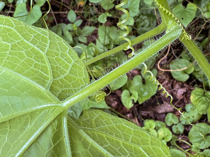 image of Sicyos angulatus, Bur-cucumber, Star-cucumber, Nimble-Kate