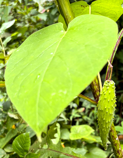 image of Matelea carolinensis, Carolina Spinypod, Climbing Milkweed, Climbing Milkvine, Maroon Carolina Milkvine